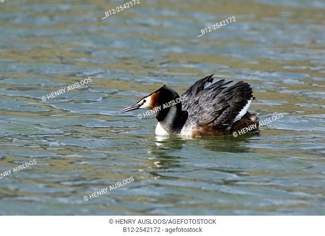 Great Crested Grebe - Podiceps cristatus, France
