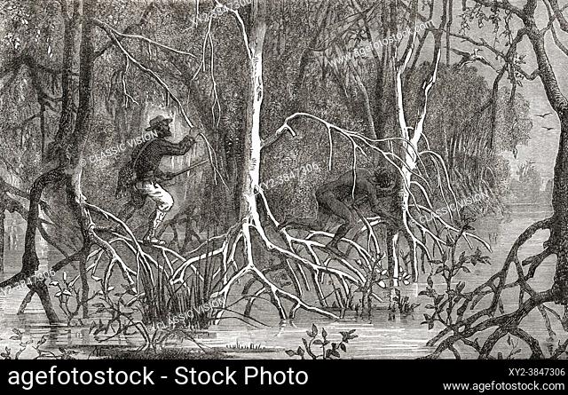 An escaped slave is pursued through a mangrove swamp by an armed overseer. From The Universe or, The Infinitely Great and the Infinitely Little, published 1882