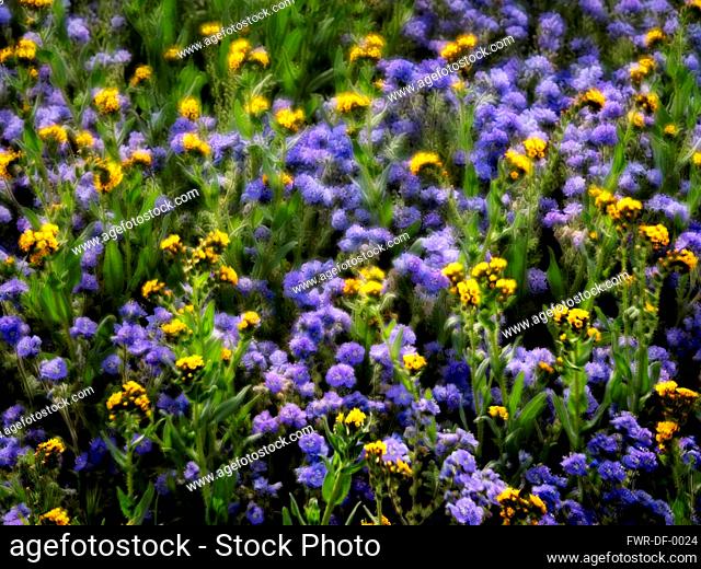 Close up of Devil's Lettuce or Fiddleneck, Amsinckia tessellata, and purple Fremont's Phacelia, Pacelia fremontii, Carrizo Plain National Monument, California