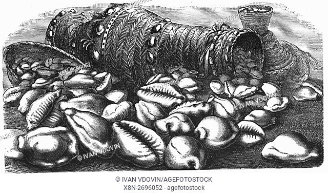 Monetaria moneta, money cowry, sea snail, marine gastropod mollusk, illustration from book dated 1904