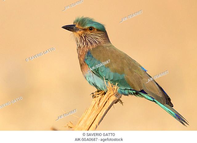 Indian Roller (Coracias benghalensis), Perched on piece of wood, Qurayyat, Muscat Governorate, Oman