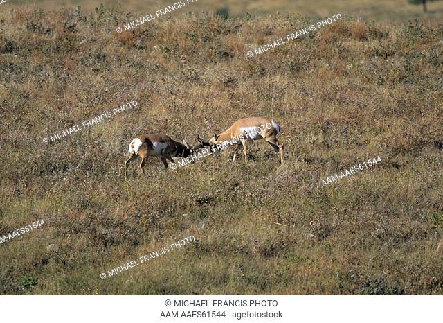Pronghorn (Antilocapra americana) Rival Bucks sparring
