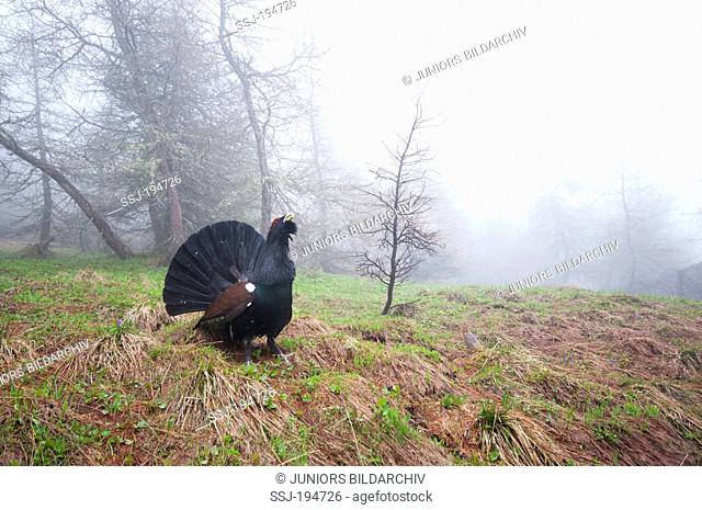 Capercaillie (Tetrao urogallus). Cock displaying in mist. Tyrol, Austria