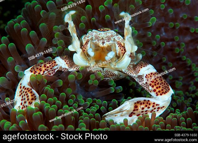 Porcelain crab (Neopetrolisthes oshimai) on Anemone feeding, Lembeh Strait, Sulawesi, Indonesia