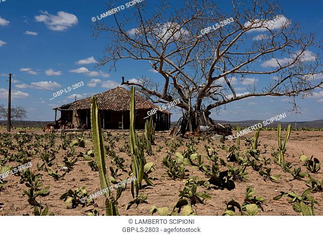 Cactus planting, Mandacarú, 2017, Caatinga, Boa Vista, Paraíba, Brazil