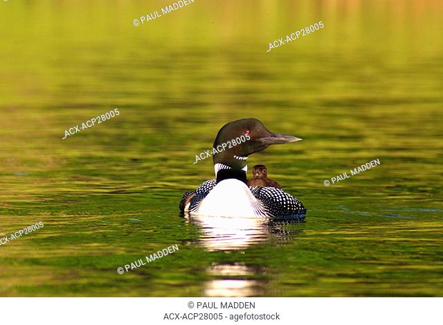 Loon with young chick riding on its back in Muskoka, Ontario, Canada