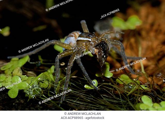 Six-spotted Fishing Spider (Dolomedes triton) with prey near Thornton, Ontario, Canada