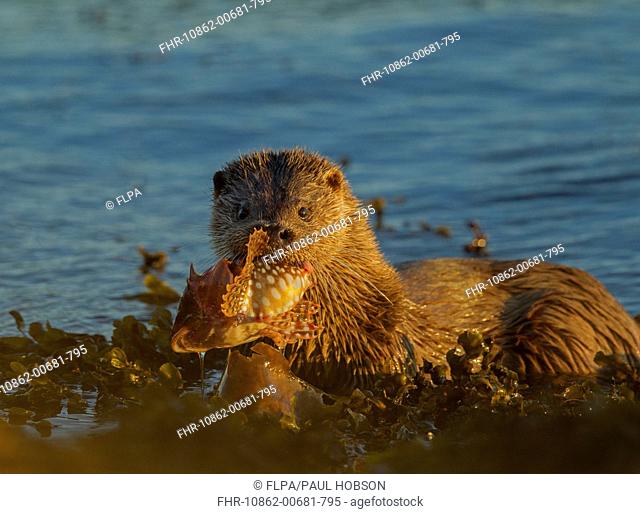 European Otter (Lutra lutra) adult female, feeding on Father Lasher (Myoxocephalus scorpius) in sea, Isle of Mull, Inner Hebrides, Scotland, September