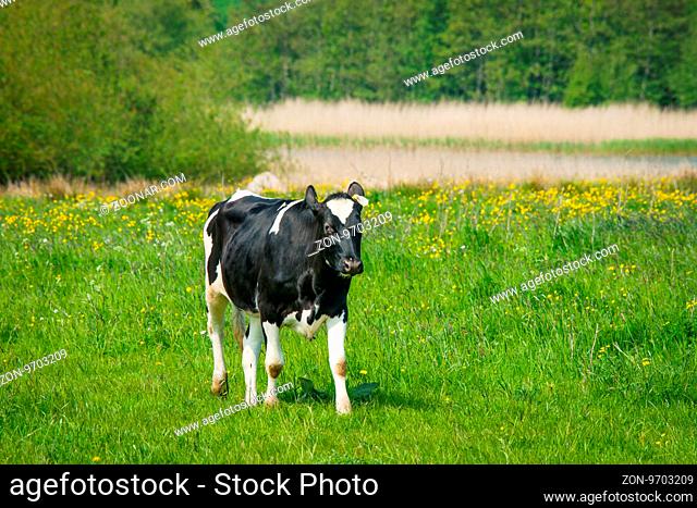 Holstein Friesian cow standing on a green field
