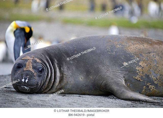 Southern Elephant Seal (Mirounga leonina), St. Andrews Bay, South Georgia