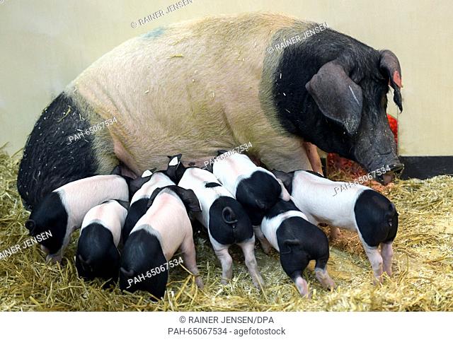 Piglets suckle from a their mother, a Schwaebisch-Haellischen farm pig in the Animal Hall during the opening event of the International Green Week trade fair in...