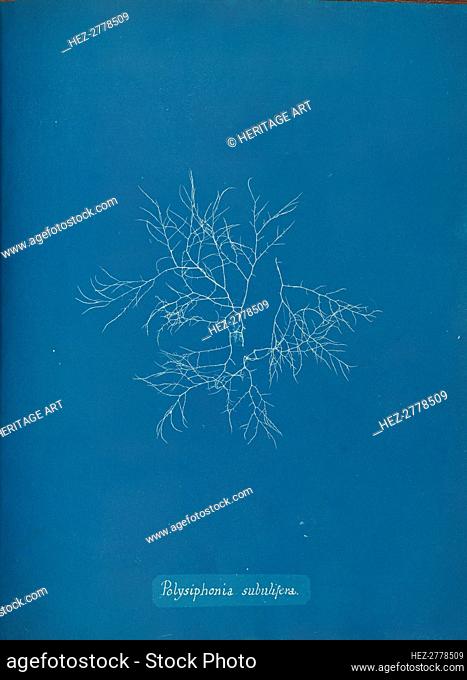 Polysiphonia subulifera, ca. 1853. Creator: Anna Atkins