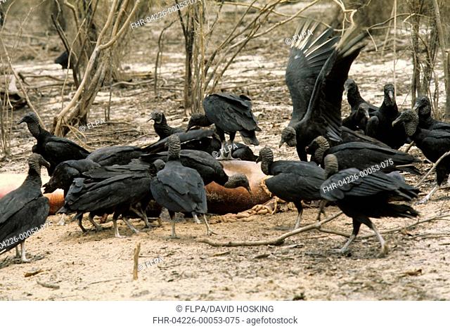Black Vulture Coragyps atratus At River Dolphin carcass - Amazon, Brazil