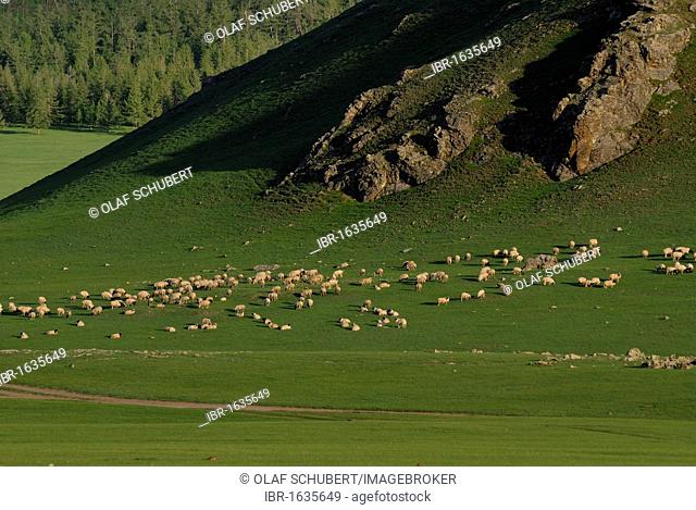 Flock of sheep in the grasslands at the Orkhon waterfall in front of the mountains of the Khuisiin Naiman Nuur Nature Reserve, Orkhon Khuerkhree, Kharkhorin
