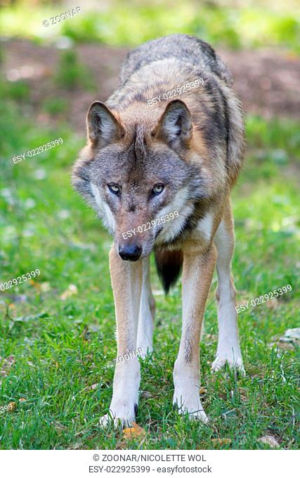 Canadian Wolf