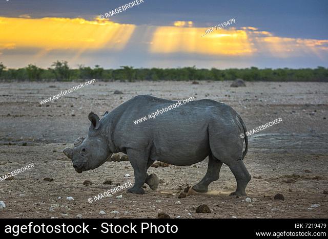 Black rhinoceros (Diceros bicornis) in the morning light at a waterhole, Etosha National Park, Namibia, Africa