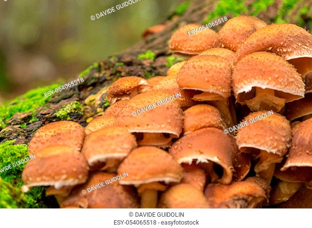 Mushrooms on tree trunk. Autumn landscape. Brown mushrooms.Armillaria mellea