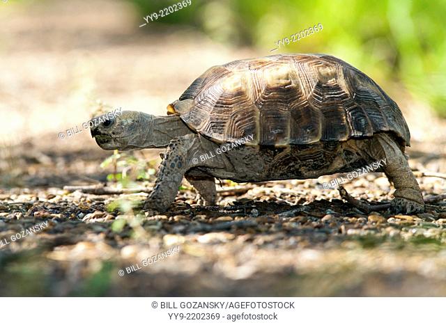 Texas Tortoise (Gopherus berlandieri) - Camp Lula Sams - Brownsville, Texas USA