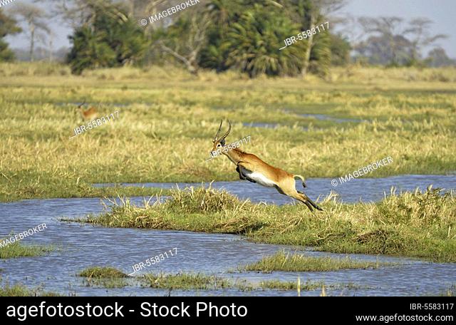 Red Lechwe (Kobus leche leche) adult male, running and jumping through water in wetland habitat, Kafue N. P. Zambia