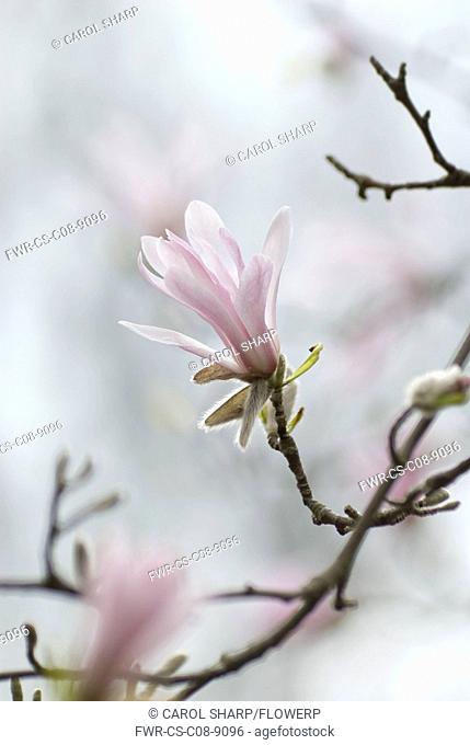 Magnolia, Magnolia kobus