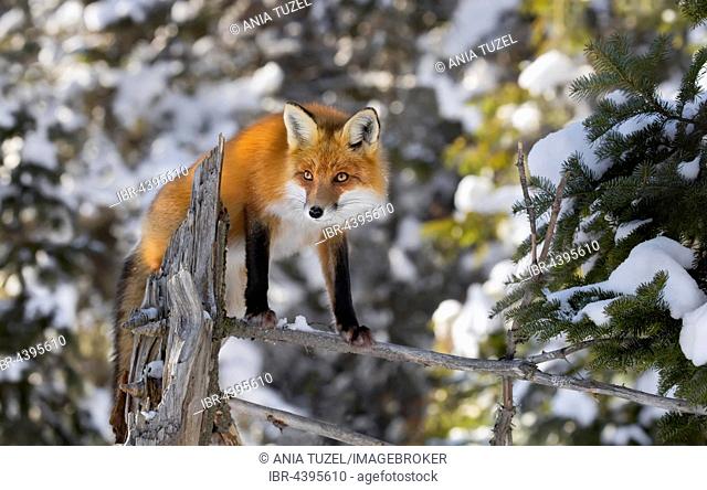 Red Fox (Vulpes vulpes), adult on the outlook, standing on a tree branch in winter, Algonquin Park, Ontario