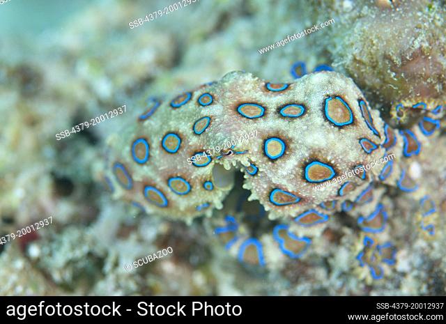 Greater Blue-ringed Octopus, Hapalochlaena lunulata, Swimming, Kapalai, Sabah, Borneo, Malaysia