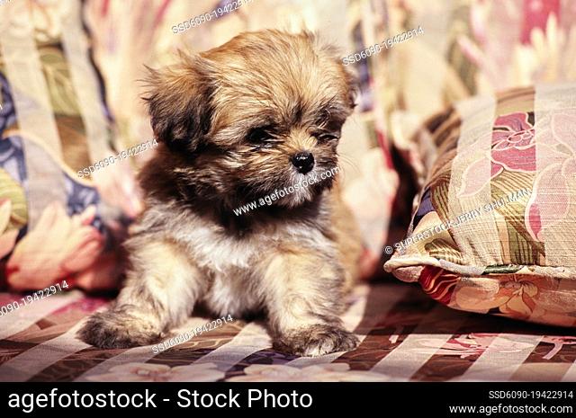 Lhasa apso puppy on a cushion