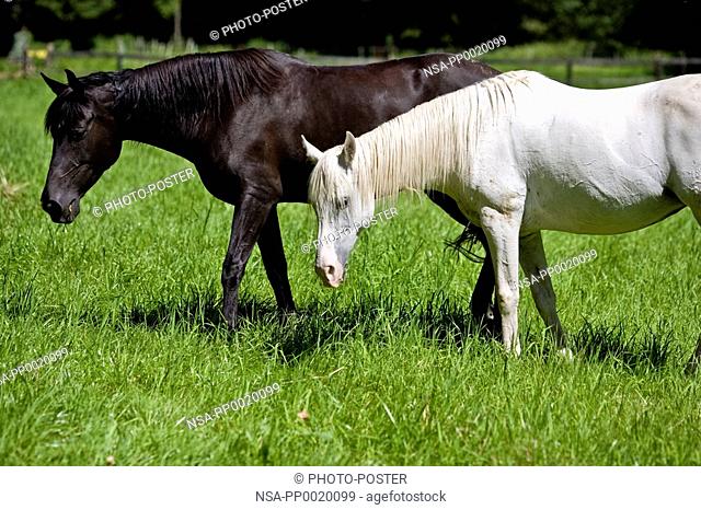 a black and a white horse on the paddock near Helmstadt in Germany