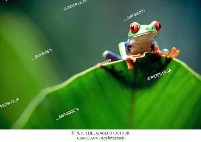 Red-eyed tree frog (Agalychnis callidryas) behind a leaf. Selva Verde. Costa Rica