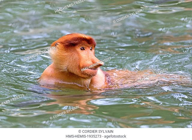 Malaysia, Sabah state, Labuk Bay, Proboscis monkey or long-nosed monkey (Nasalis larvatus), swimming