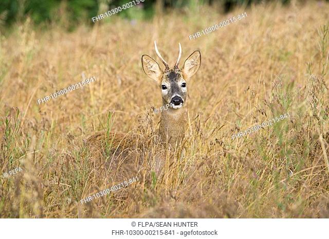 Roe Deer Capreolus capreolus immature buck, standing in fallow field, during rutting season, Oxfordshire, England