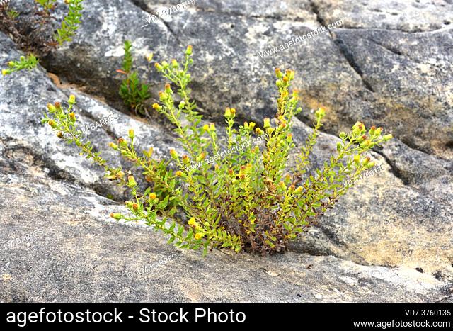 Rock tea (Chiliadenus glutinosus or Jasonia glutinosa) is a medicinal perennial herb native to Spain, southern France and Morocco