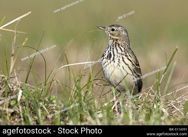 Raps (Anthus pratensis), single animal standing in a meadow, Wadden Sea National Park Lower Saxony, Lower Saxony, Germany, Europe