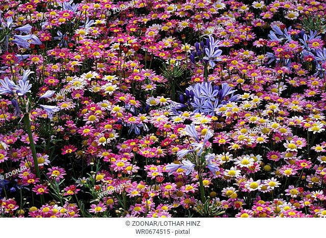 Argyranthemum frutescens, Marguerite daisy