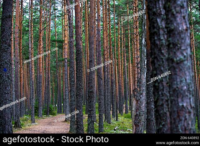 Wald im Viru Raba, Moor, Lahemaa Nationalpark, Esttland, Baltikum | Forest, Viru Raba, Bog, Lahemaa Nationalpar, Estonia, Baltic States