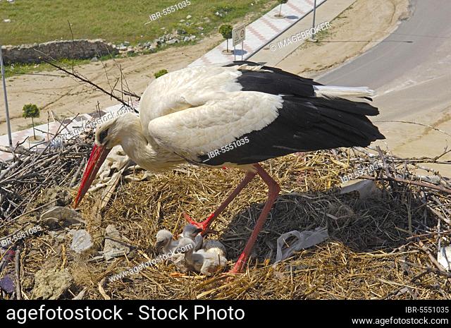 White Stork, white storks (Ciconia ciconia), White Stork, White Storks, Stork, Animals, Birds, White Stork, La Serena, Badajoz province, Extremadura, Spain