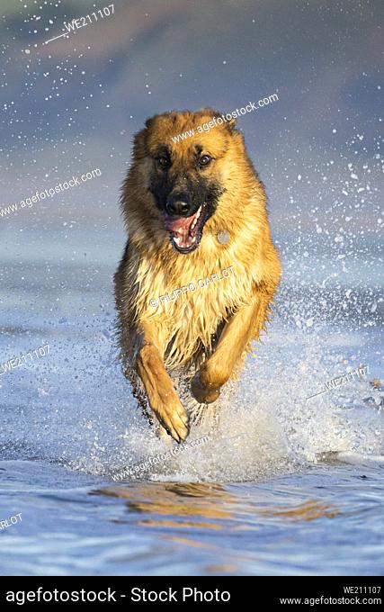 Close up portrait of Dog runs on the water