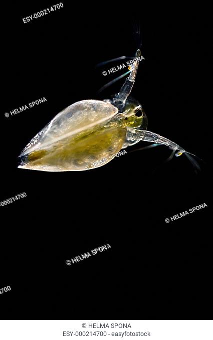 Zooplankton - nauplius larve