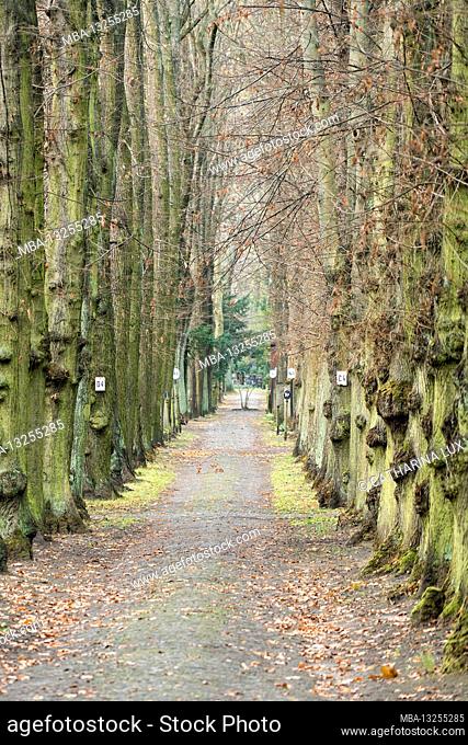 Berlin, Jewish cemetery Berlin Weissensee, largest preserved Jewish cemetery in Europe, avenue with signs, field names
