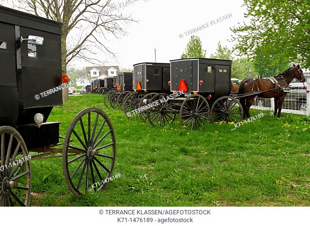 Many Amish horse and buggies in a pasture near Shipshewana, Indiana, USA