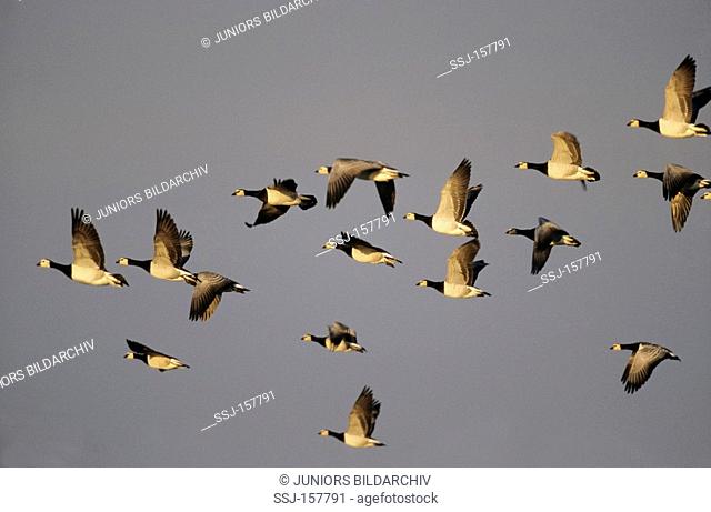 Barnacle Geese - flying / Branta leucopsis