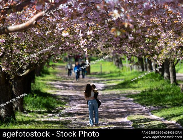 08 May 2023, Brandenburg, Teltow: A young couple embraces under blossoming cherry trees in TV Asahi cherry blossom avenue
