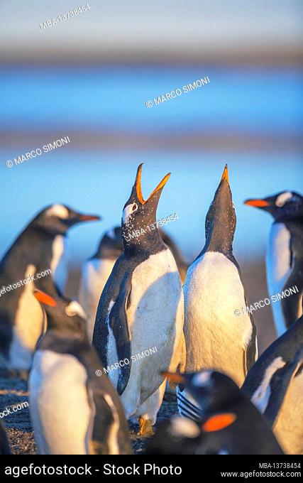 Gentoo penguins (Pygoscelis papua papua) singing, Sea Lion Island, Falkland Islands, South America