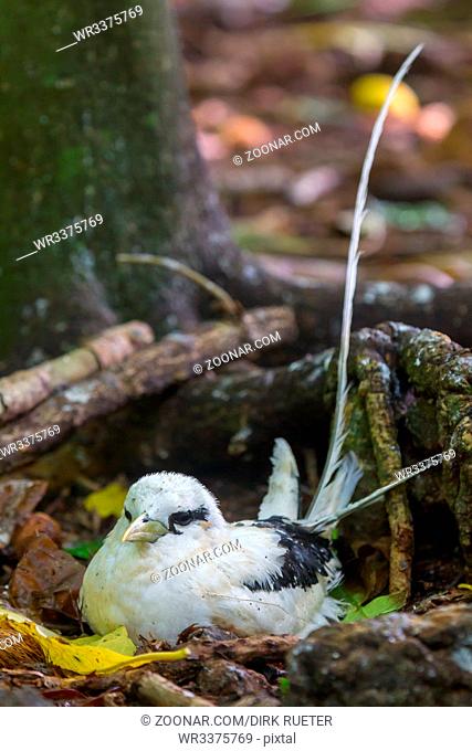 Weißschwanz-Tropikvogel (Phaethon lepturus) brütet auf dem Boden auf Cousin, Seychellen. White-tailed Tropicbird (Phaethon lepturus) breeding on the ground on...
