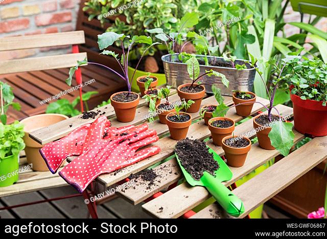 Herbs and vegetables cultivated on balcony garden