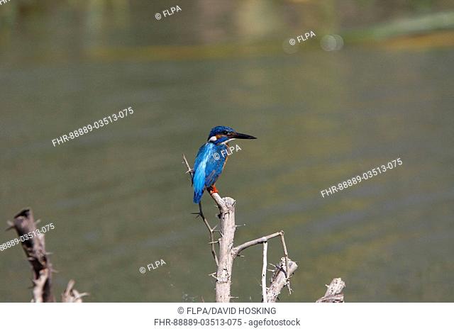 Common Kingfisher - Sri Lanka