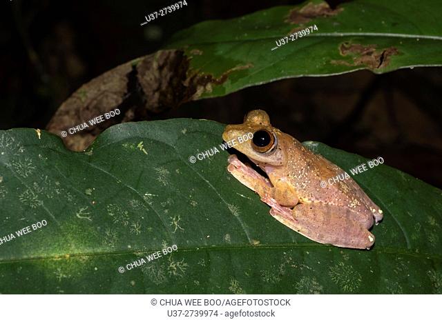 Harlequin tree frog Rhacophorus pardalis. Image taken at Kubah National Park, Sarawak, Malaysia