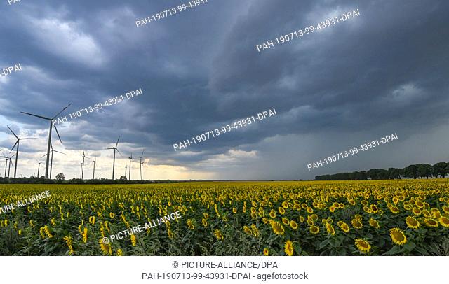 13 July 2019, Brandenburg, Petersdorf: Thunderstorm clouds are streaming across the landscape with a field of sunflowers in the Oder-Spree district