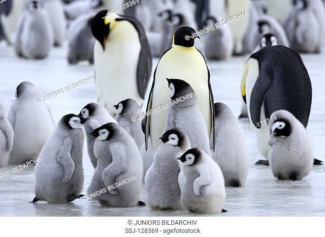 emperor penguins with cubs - Aptenodytes forsteri