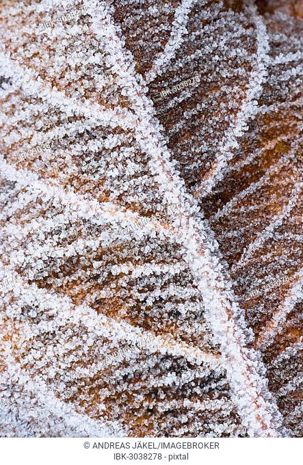 Hoarfrost on a leaf
